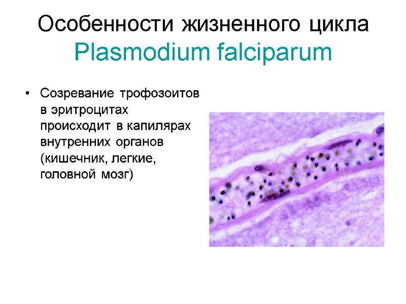 Особенности жизненного цикла Plasmodium falciparum Созревание трофозоитов в эритроцитах происходит в капилярах внутренних органов